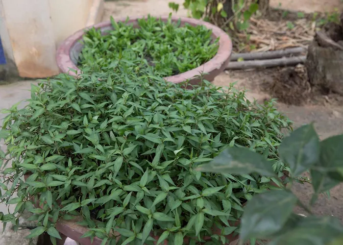 Kwatera prywatna Chansor 12 By Homesteading *